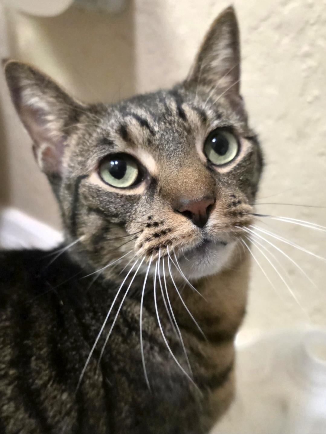 Enlarge Pandora & Buddy, a ADOPTABLE Domestic Short Hair in Silver Springs, FL image 2/3
