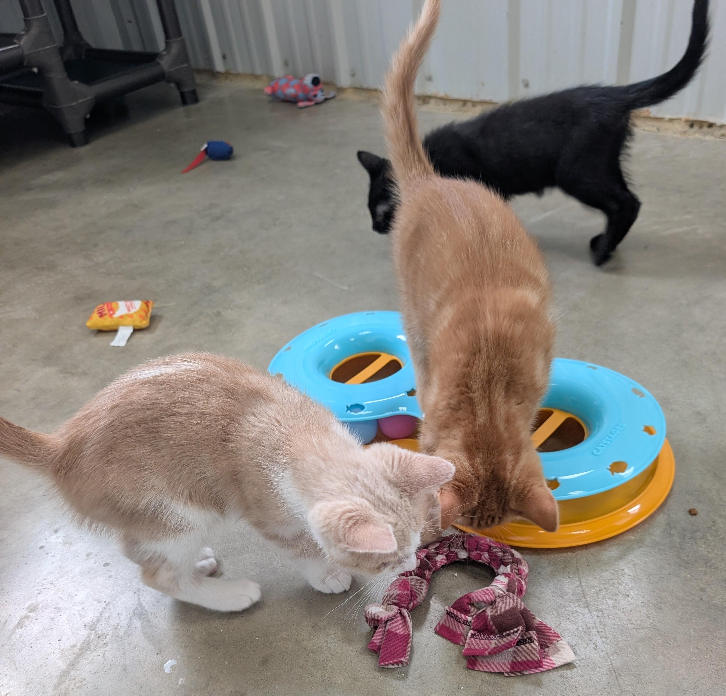 Casey, an adoptable Domestic Short Hair in New Ulm, MN image 4/6