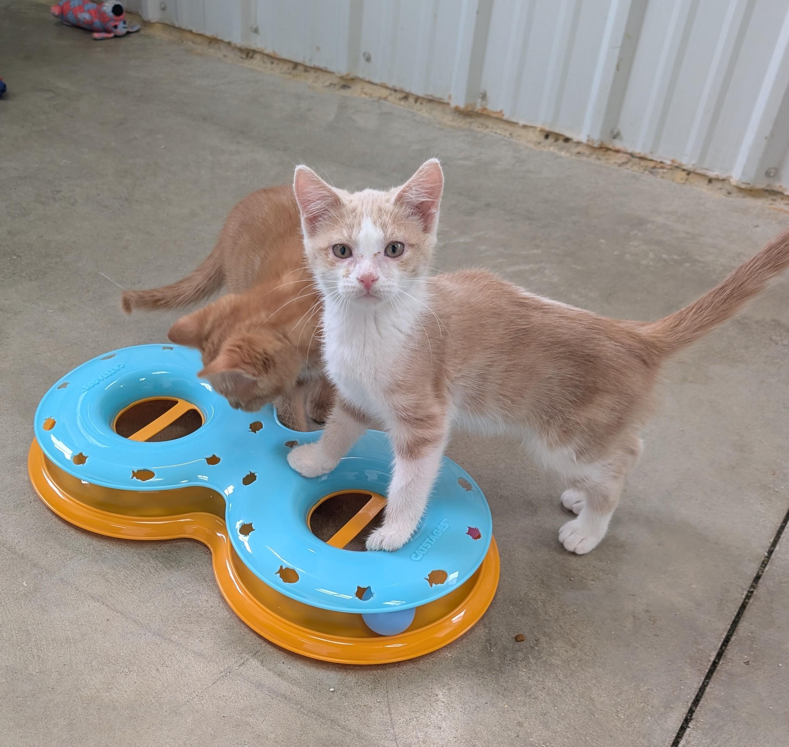 Casey, an adoptable Domestic Short Hair in New Ulm, MN image 3/6