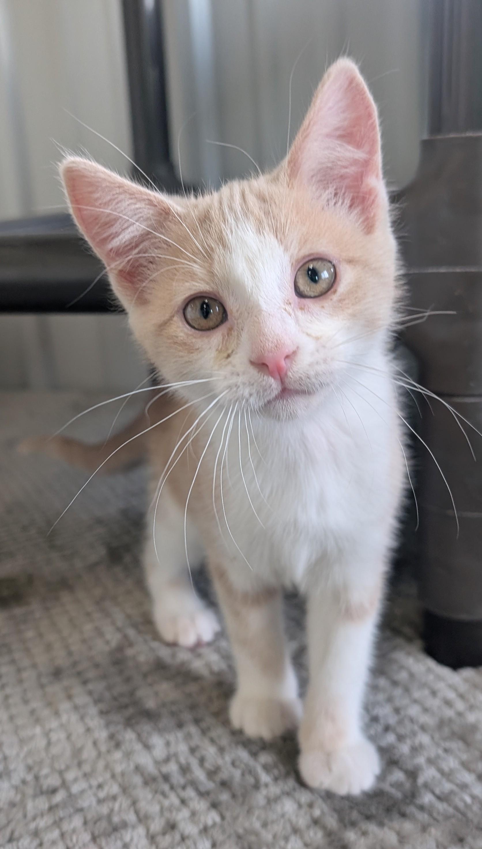 Casey, an adoptable Domestic Short Hair in New Ulm, MN image 1/6