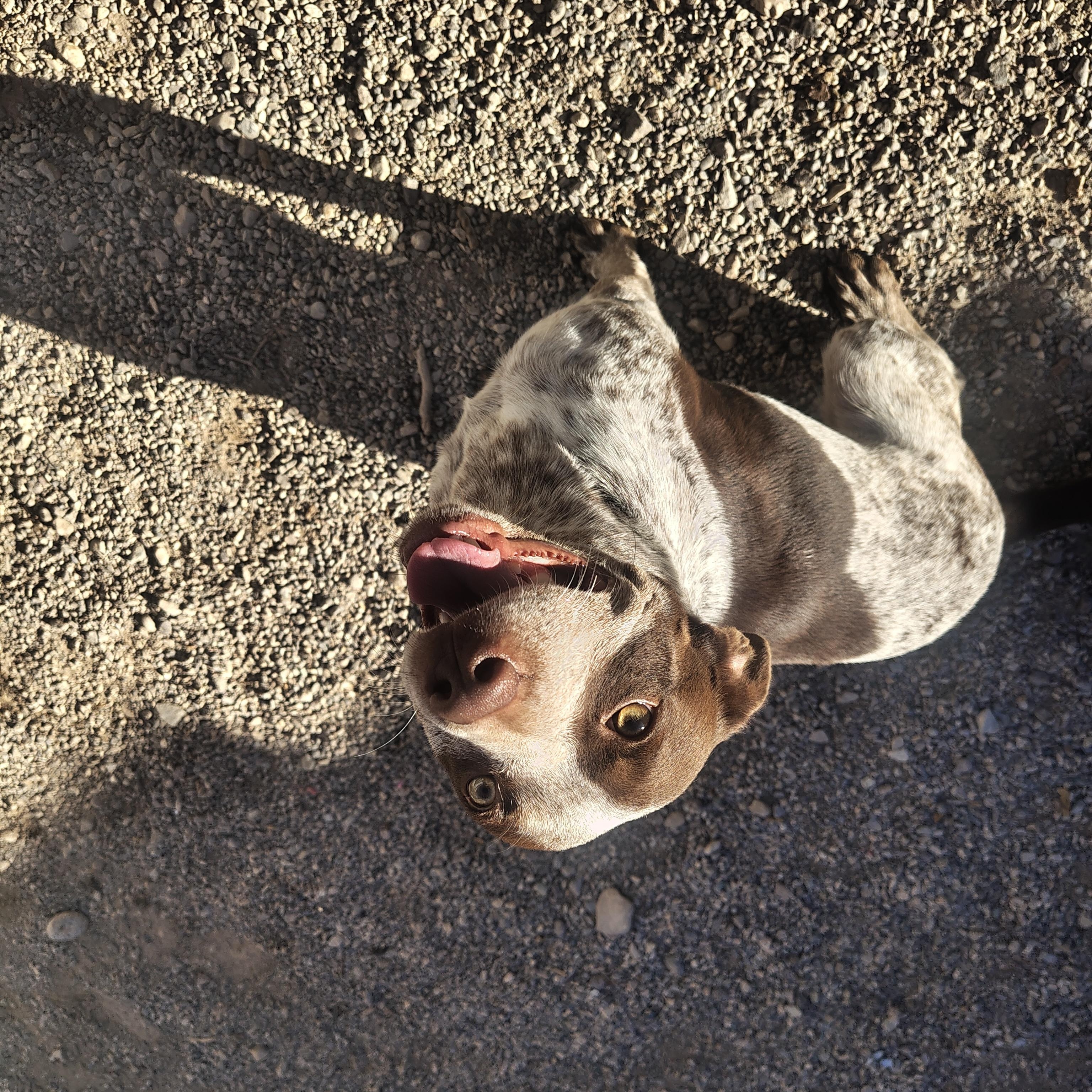 Enlarge Ruby, a Adoptable Australian Cattle Dog / Blue Heeler in Parker, AZ image 4/4
