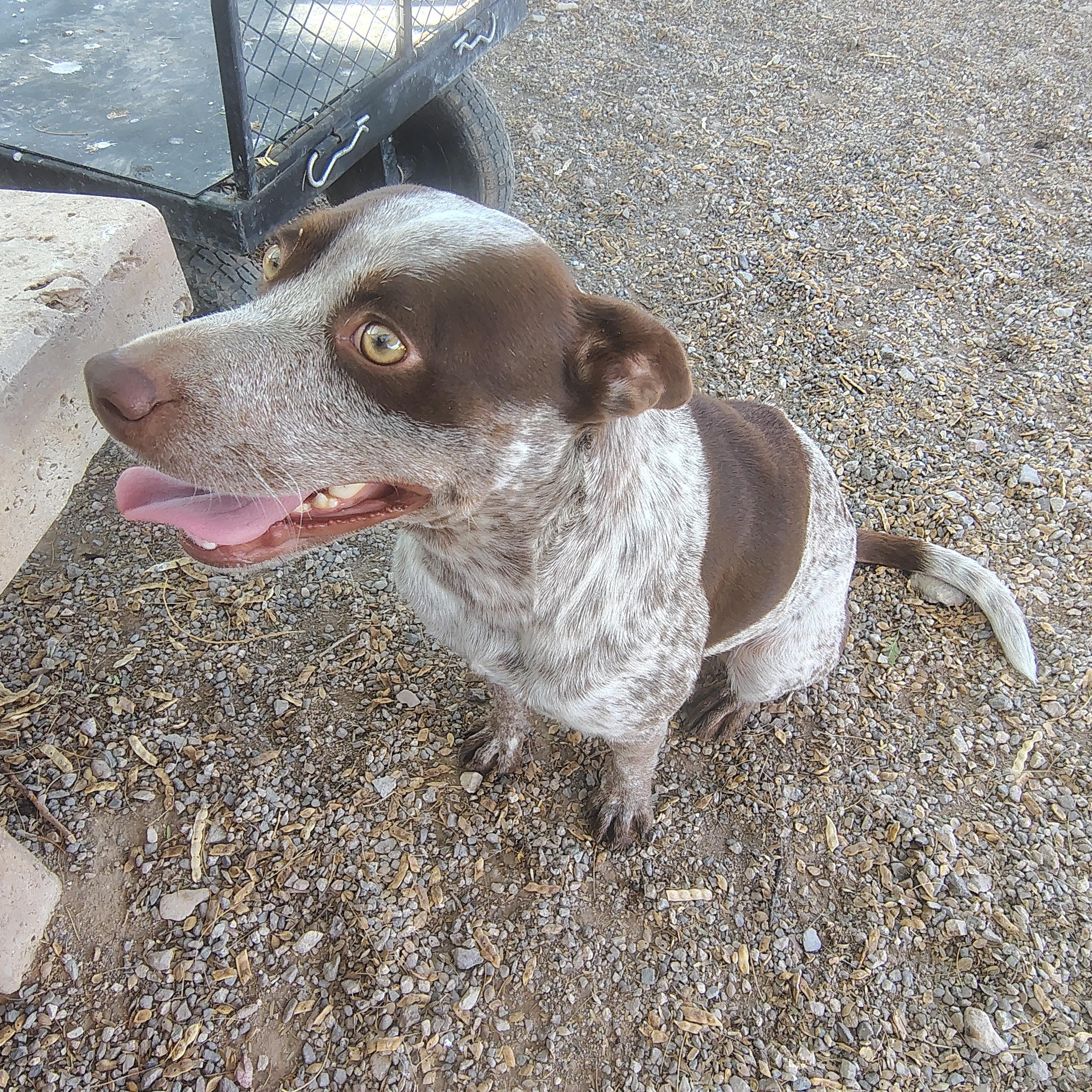 Ruby, Adoptable, Adult Female Australian Cattle Dog / Blue Heeler.