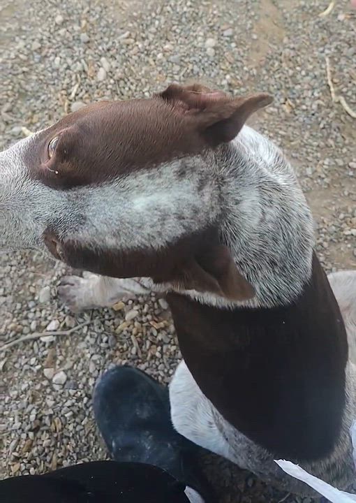 Enlarge Ruby, a Adoptable Australian Cattle Dog / Blue Heeler in Parker, AZ video 3/4