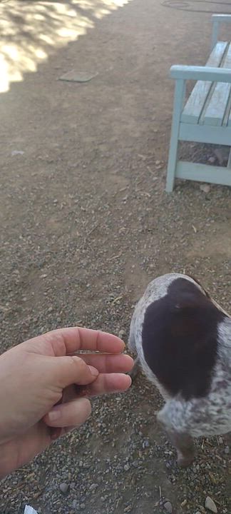 Enlarge Ruby, a Adoptable Australian Cattle Dog / Blue Heeler in Parker, AZ video 2/4