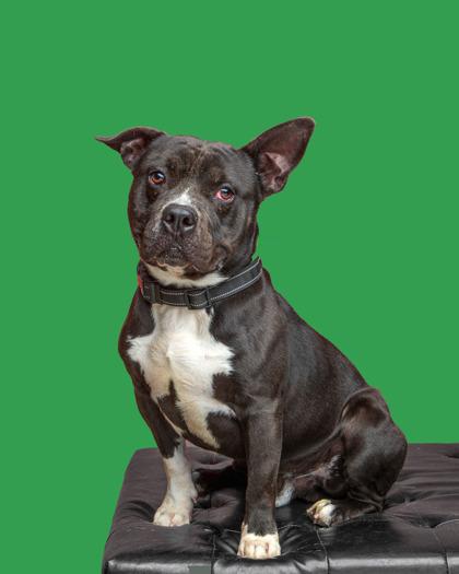 Enlarge Edward, a Adoptable mixed breed in Mount Holly, NJ image 1/3