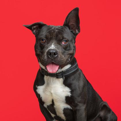 Enlarge Edward, a Adoptable mixed breed in Mount Holly, NJ image 2/3