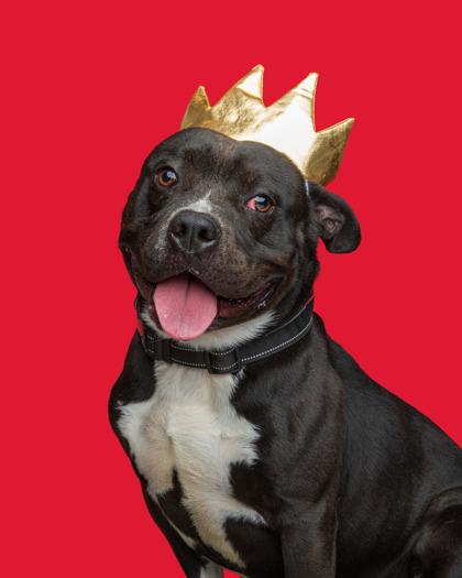 Enlarge Edward, a Adoptable mixed breed in Mount Holly, NJ image 3/3