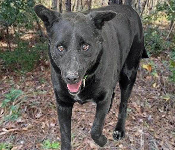 MR. SILLY — thumbnail 2