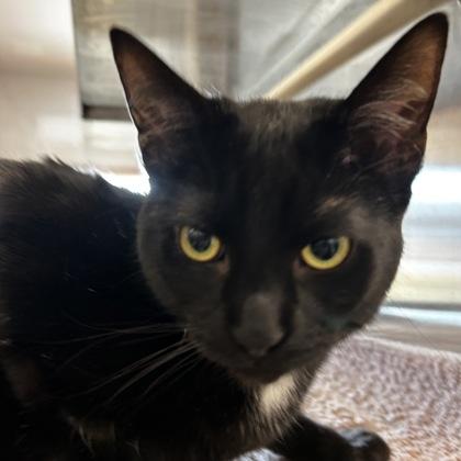 Enlarge Martin, a Adoptable mixed breed in Carrollton, TX image 1/3