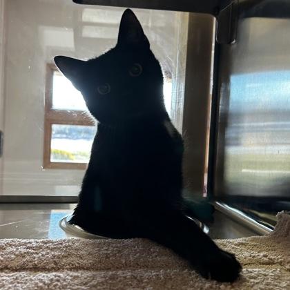 Enlarge Martin, a Adoptable mixed breed in Carrollton, TX image 2/3