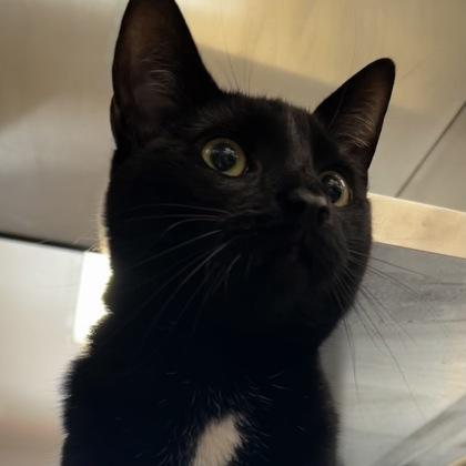 Enlarge Martin, a Adoptable mixed breed in Carrollton, TX image 3/3