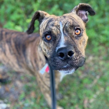 Enlarge Lambo, a Adoptable Mixed Breed in Jacksonville, FL image 1/5