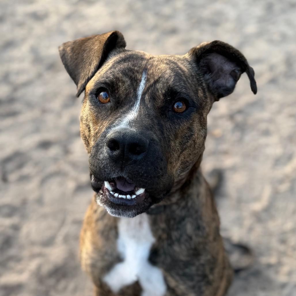 Enlarge Lambo, a Adoptable Mixed Breed in Jacksonville, FL image 3/5