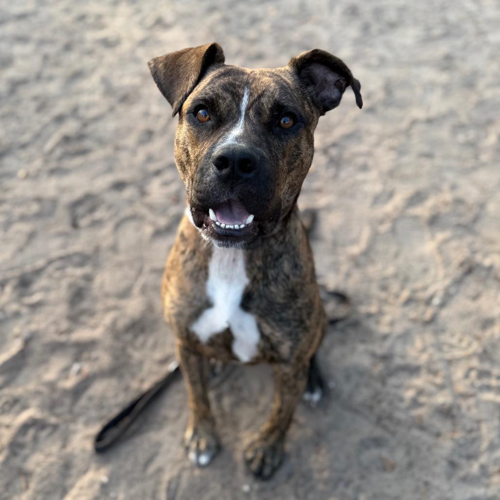 Enlarge Lambo, a Adoptable Mixed Breed in Jacksonville, FL image 4/5