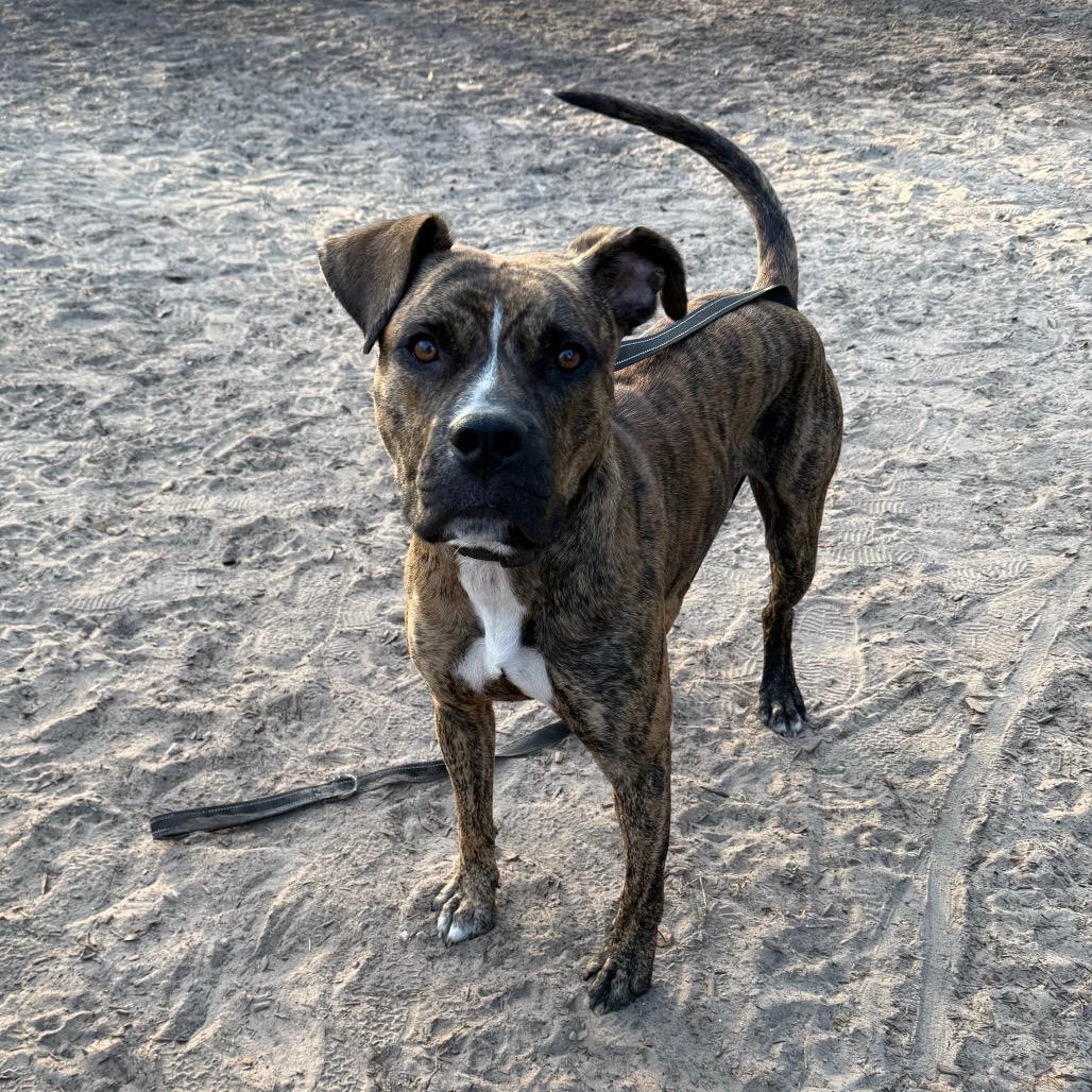 Enlarge Lambo, a Adoptable Mixed Breed in Jacksonville, FL image 5/5
