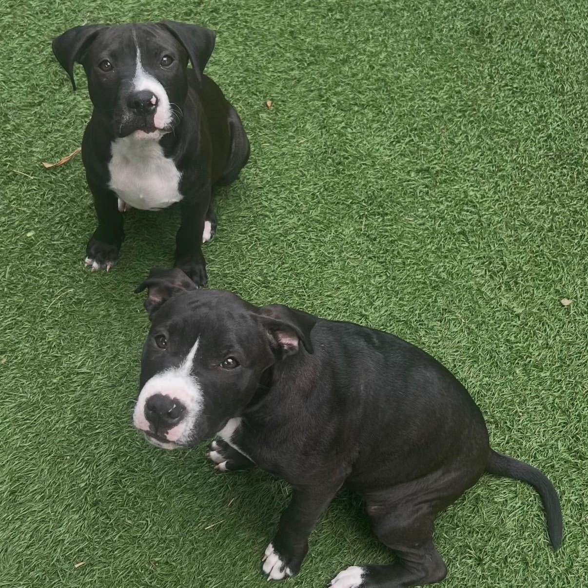 Enlarge Boomer, a Adoptable mixed breed in Fort Myers, FL image 4/5