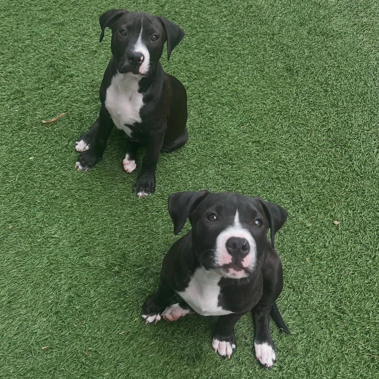 Enlarge Boomer, a Adoptable mixed breed in Fort Myers, FL image 2/5