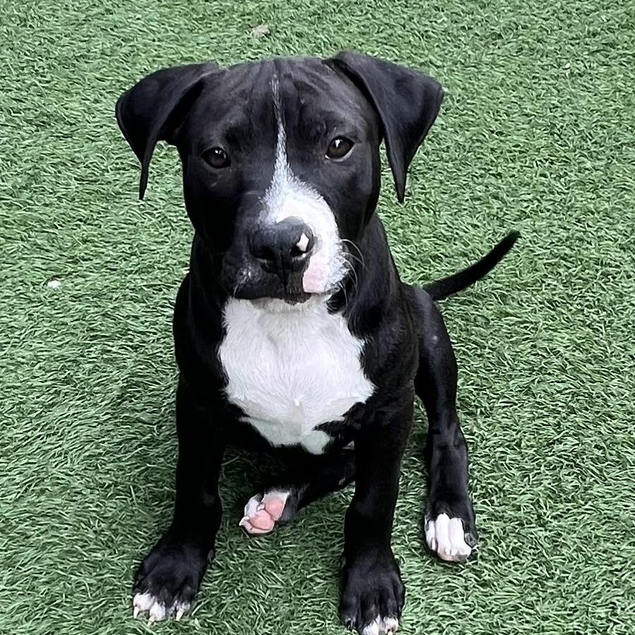Enlarge Boomer, a Adoptable mixed breed in Fort Myers, FL image 1/5