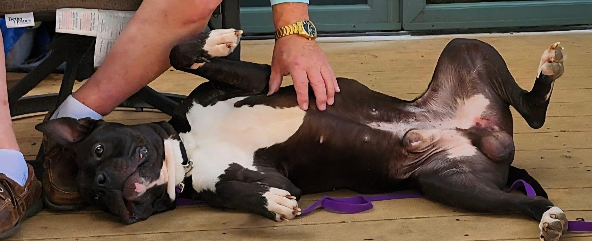 Enlarge Fendi, a Adoptable Mixed Breed in Voorhees, NJ image 2/3