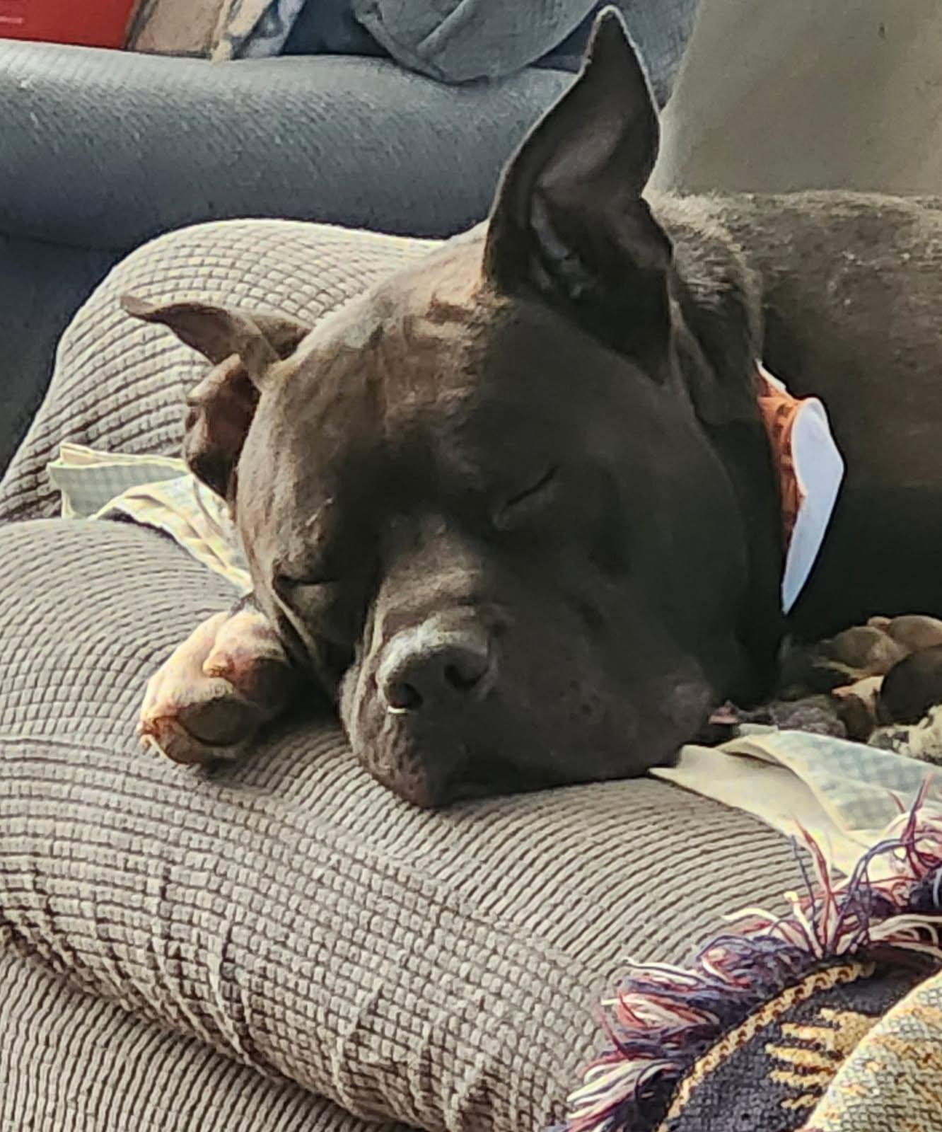 Fendi, Adoptable, Adult Male American Staffordshire Terrier.