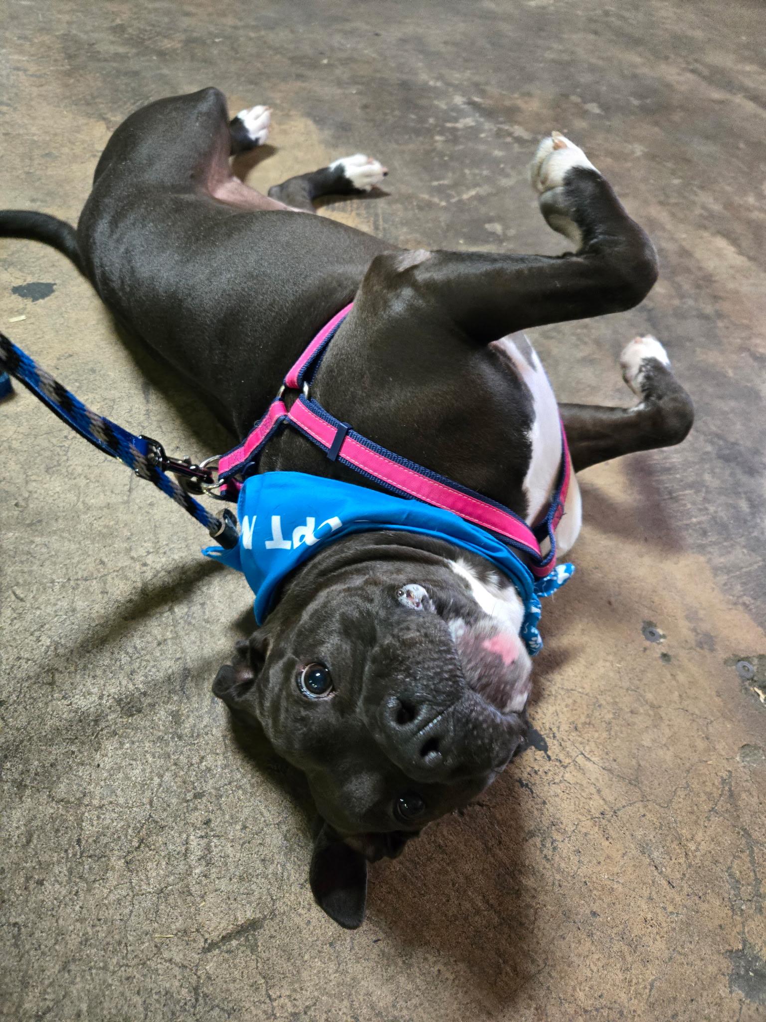 Fendi, Adoptable, Adult Male American Staffordshire Terrier.