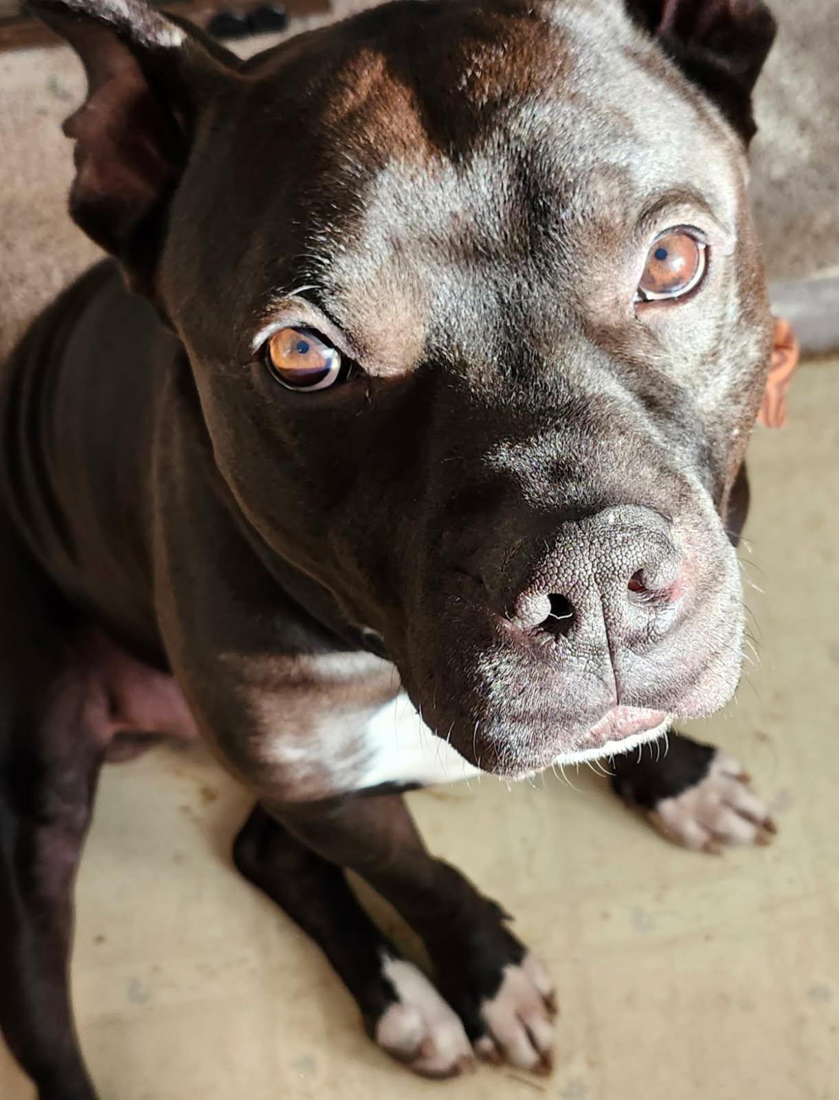 Enlarge Fendi, a Adoptable mixed breed in Voorhees, NJ image 6/6