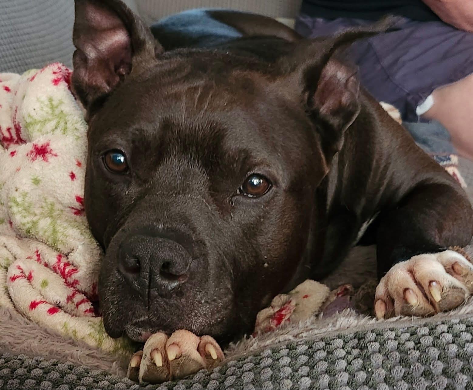 Enlarge Fendi, a Adoptable mixed breed in Voorhees, NJ image 1/6