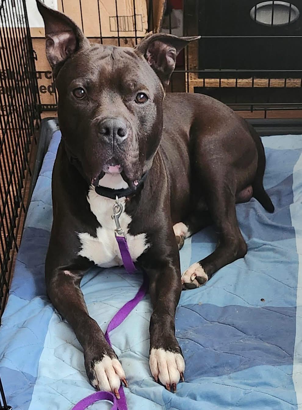 Fendi, Adoptable, Adult Male American Staffordshire Terrier.