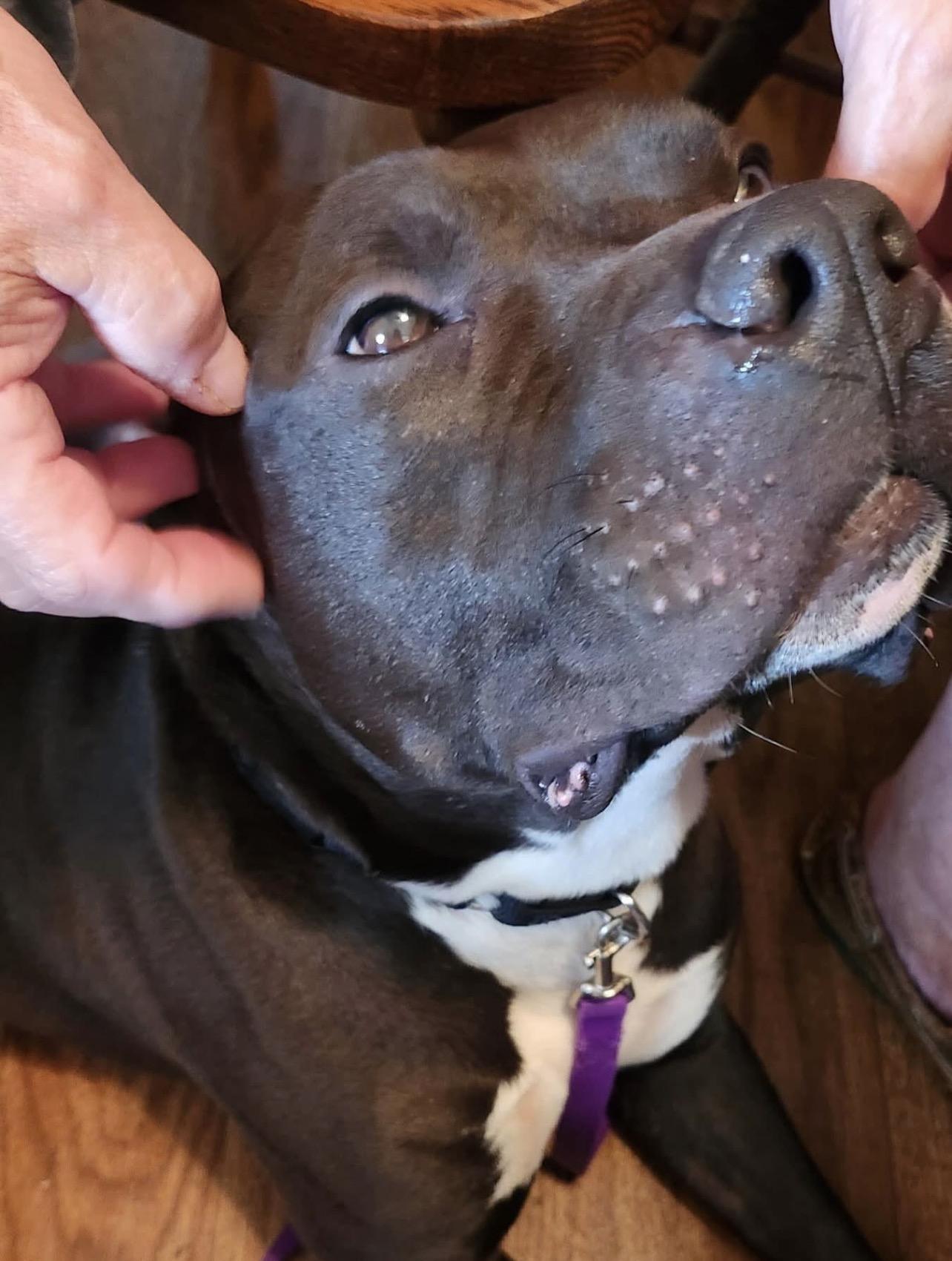 Enlarge Fendi, a Adoptable mixed breed in Voorhees, NJ image 5/6