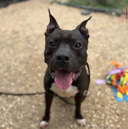 Fendi, Adoptable, Adult Male Mixed Breed.