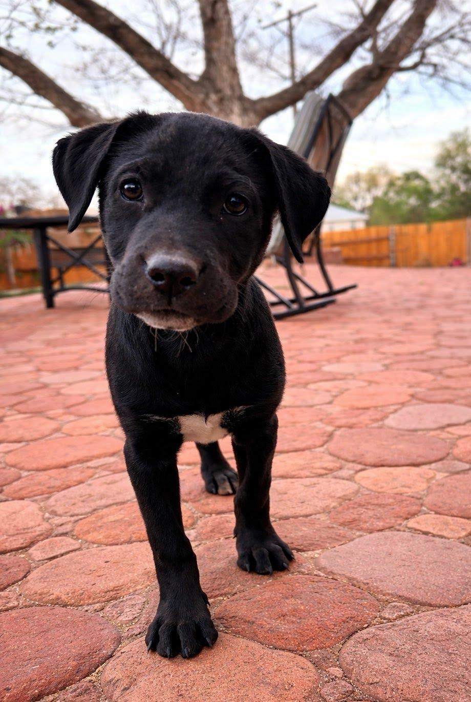 Enlarge Willow, a Adoptable mixed breed in Winter Park, CO image 1/3