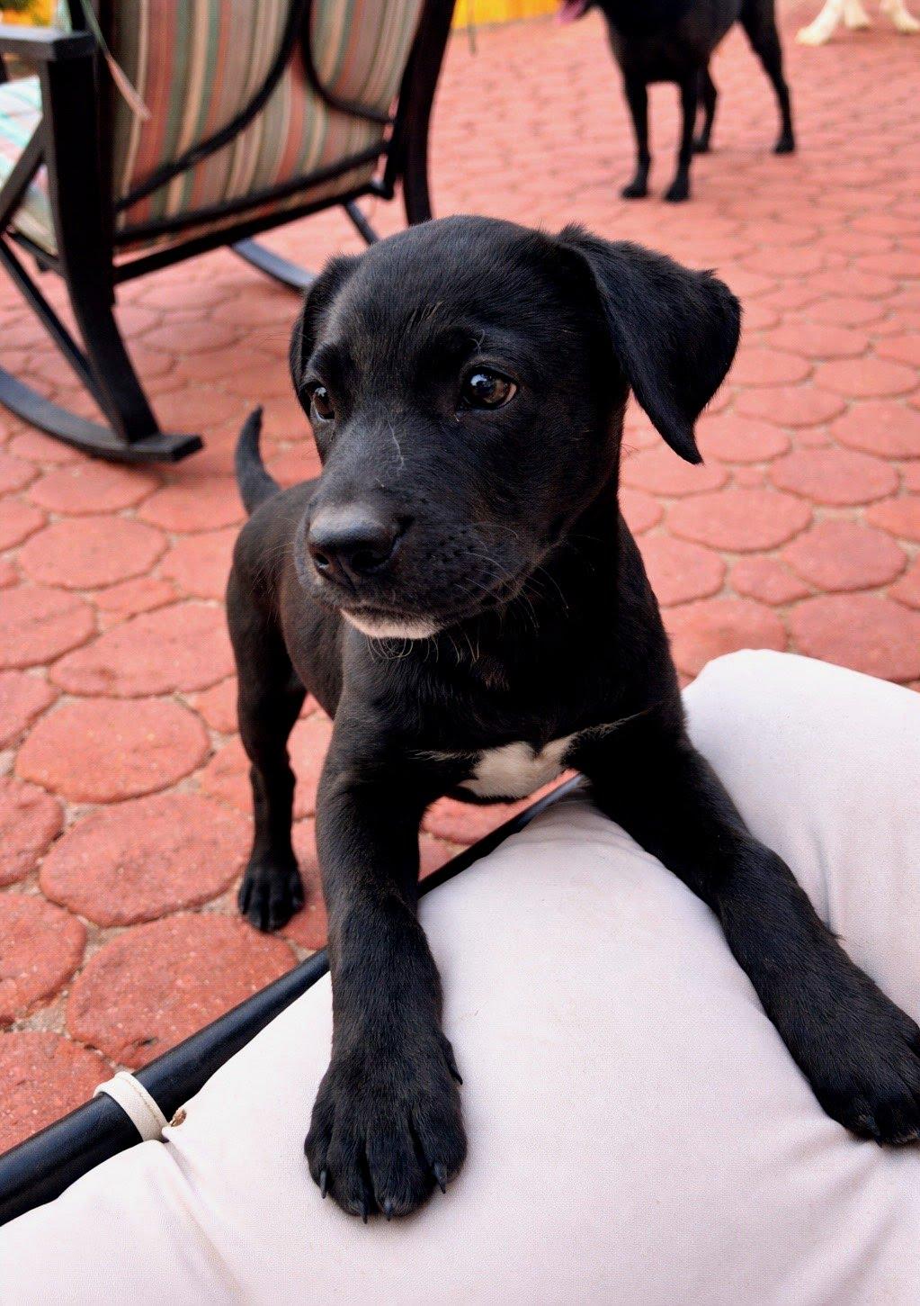 Enlarge Willow, a Adoptable mixed breed in Winter Park, CO image 2/3