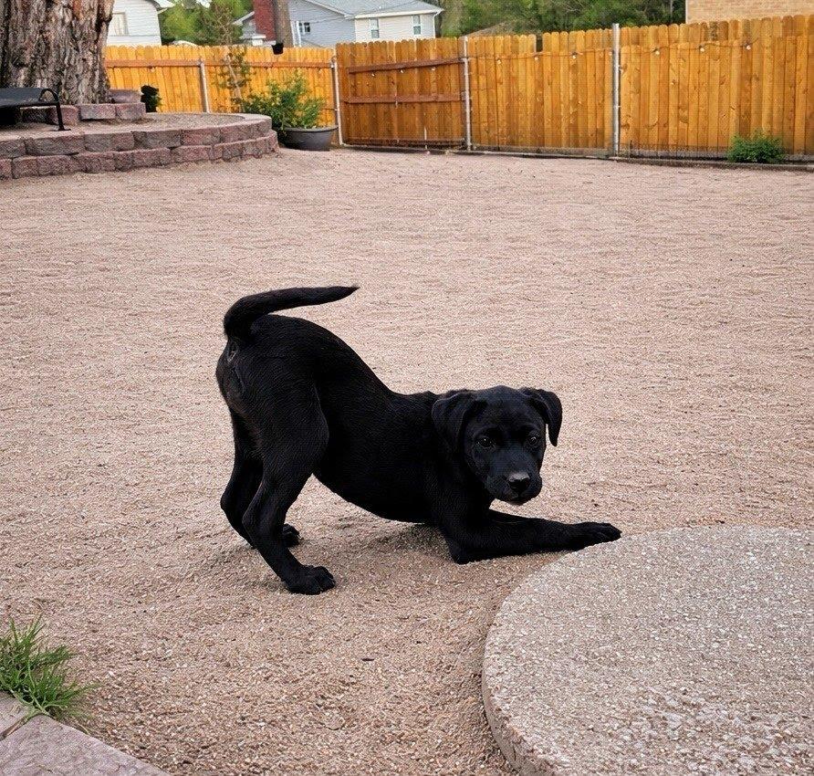 Enlarge Willow, a Adoptable mixed breed in Winter Park, CO image 3/3