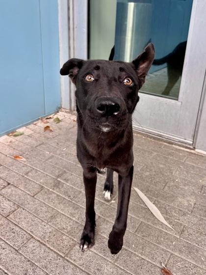 Yo-Yo, Adoptable, Adult Female Shepherd & Mixed Breed.