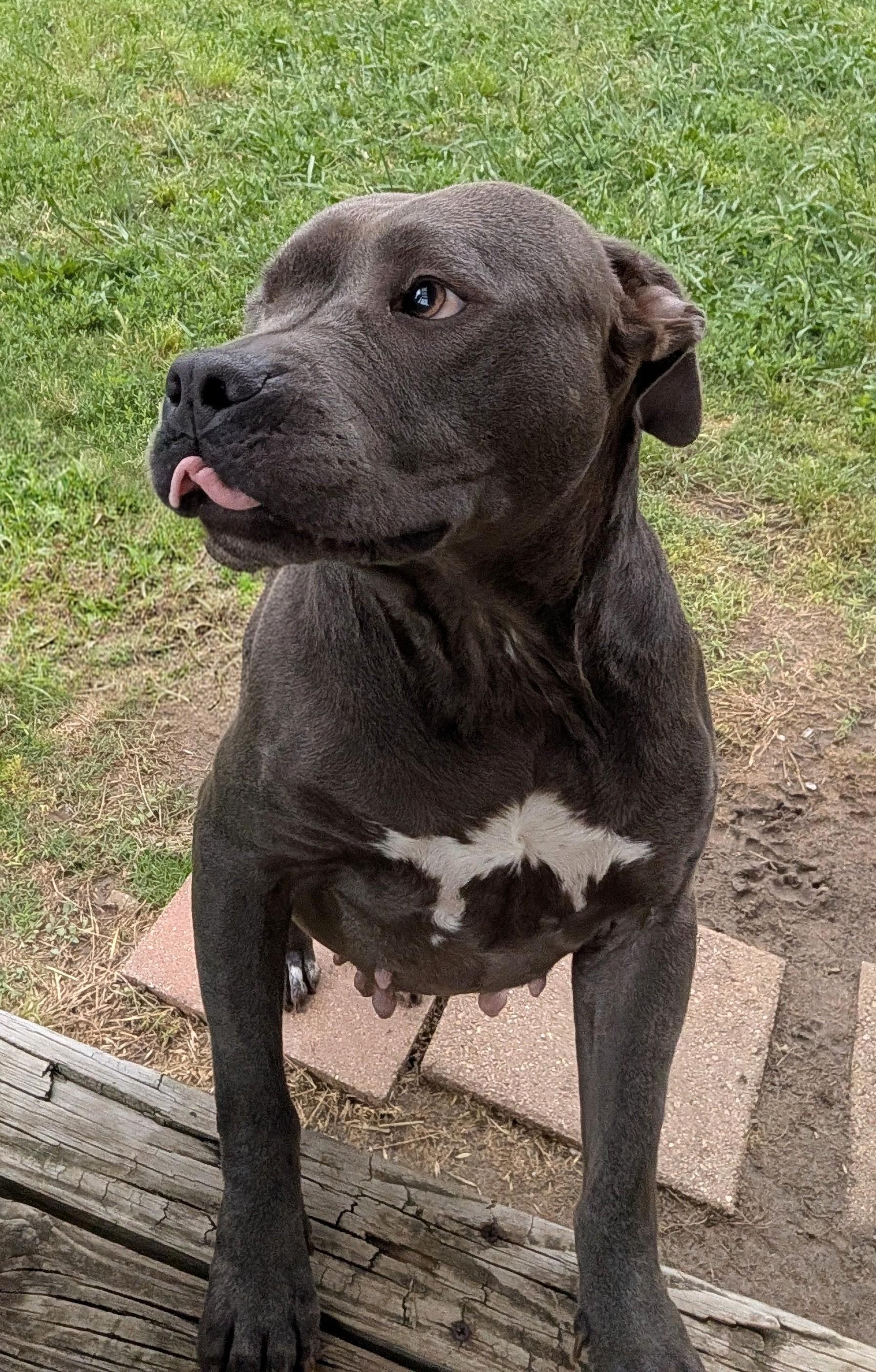 Laila A216940 VIP, a ADOPTABLE mixed breed in Plano, TX image 4/5