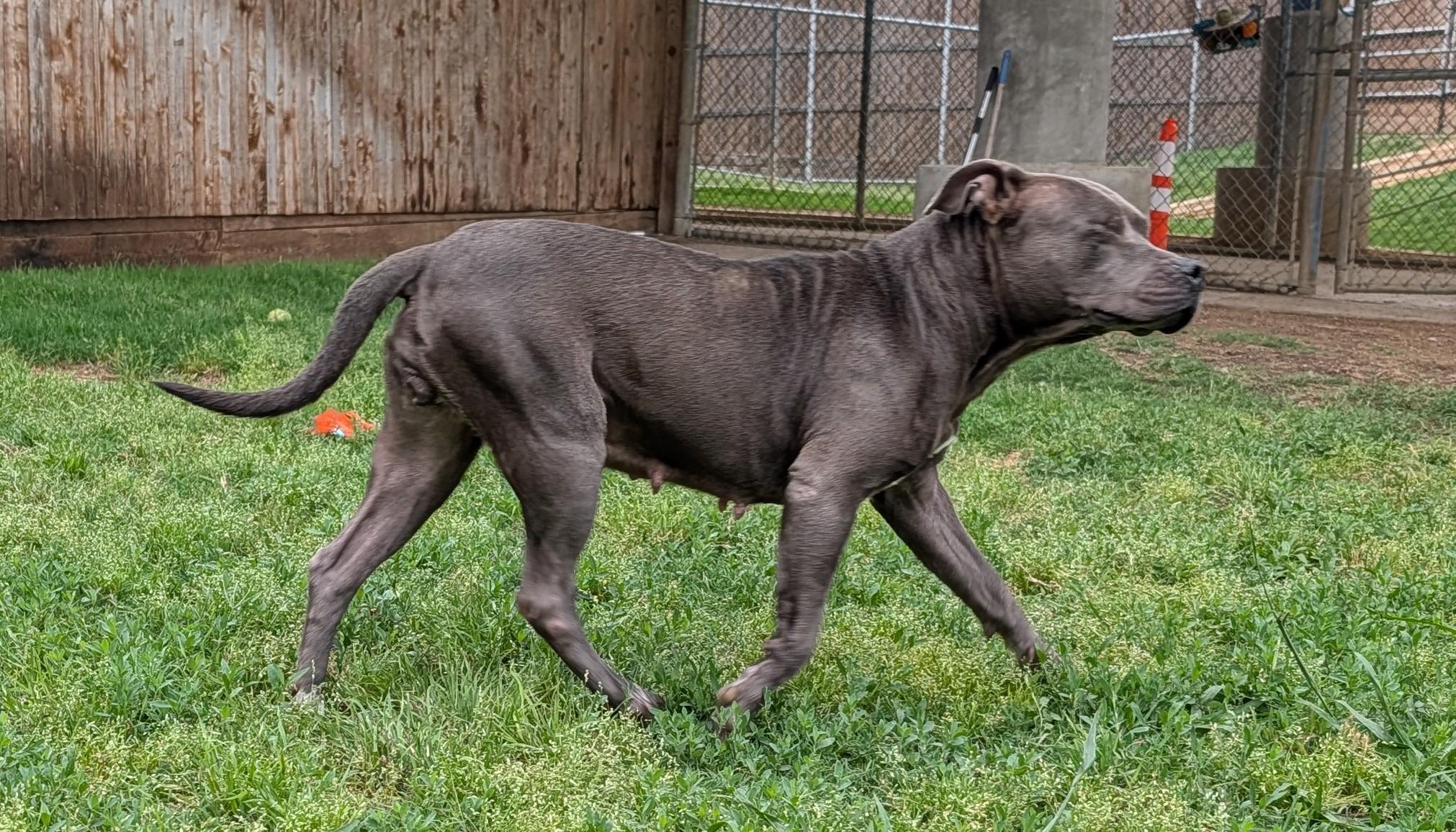 Laila A216940 VIP, a ADOPTABLE mixed breed in Plano, TX image 5/5