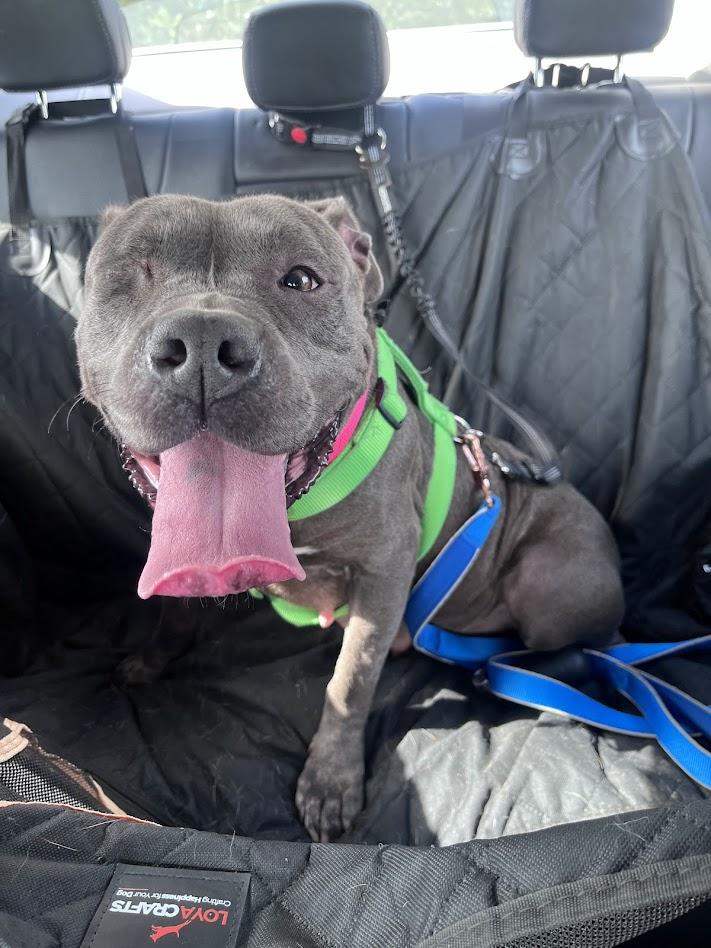 Laila A216940 VIP, a ADOPTABLE mixed breed in Plano, TX image 2/5