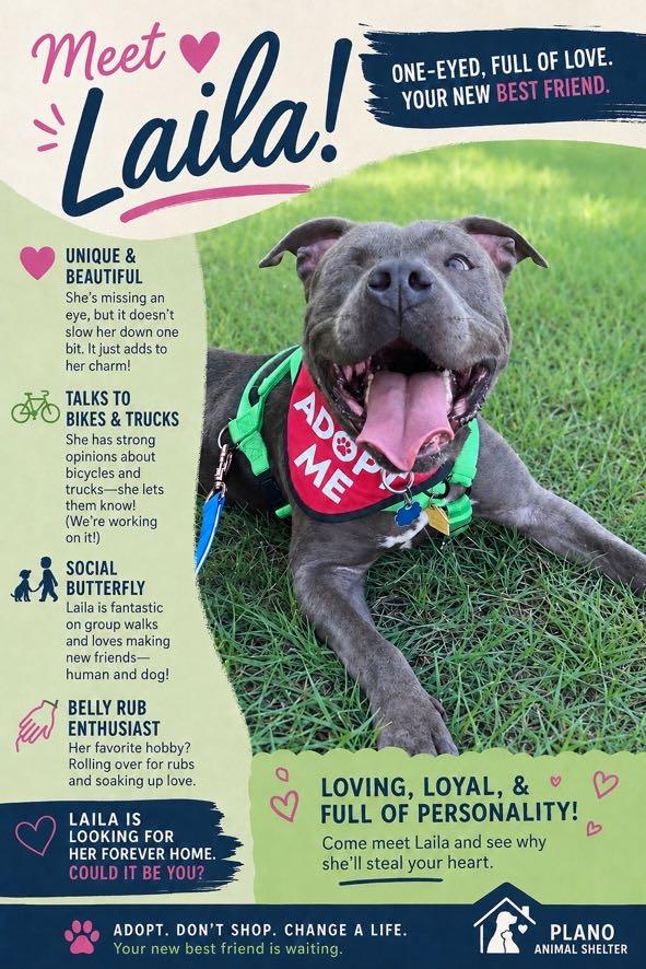 Laila A216940 VIP, a ADOPTABLE mixed breed in Plano, TX image 3/5