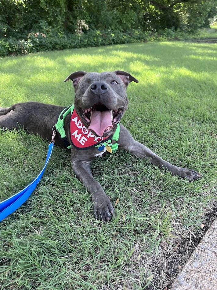 Laila A216940 VIP, a ADOPTABLE mixed breed in Plano, TX image 1/5