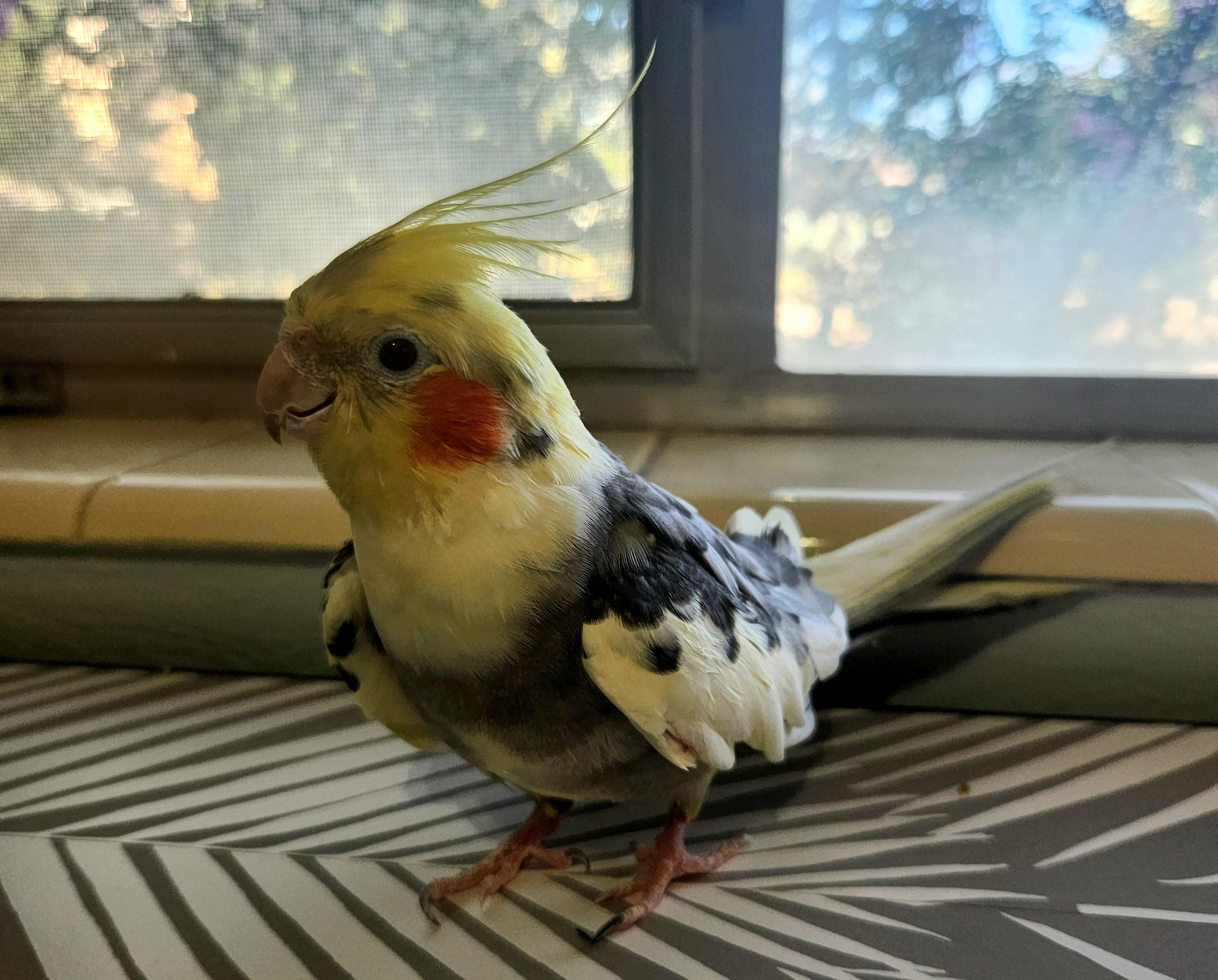 Pretty Boy, Adoptable, Senior Male Cockatiel.