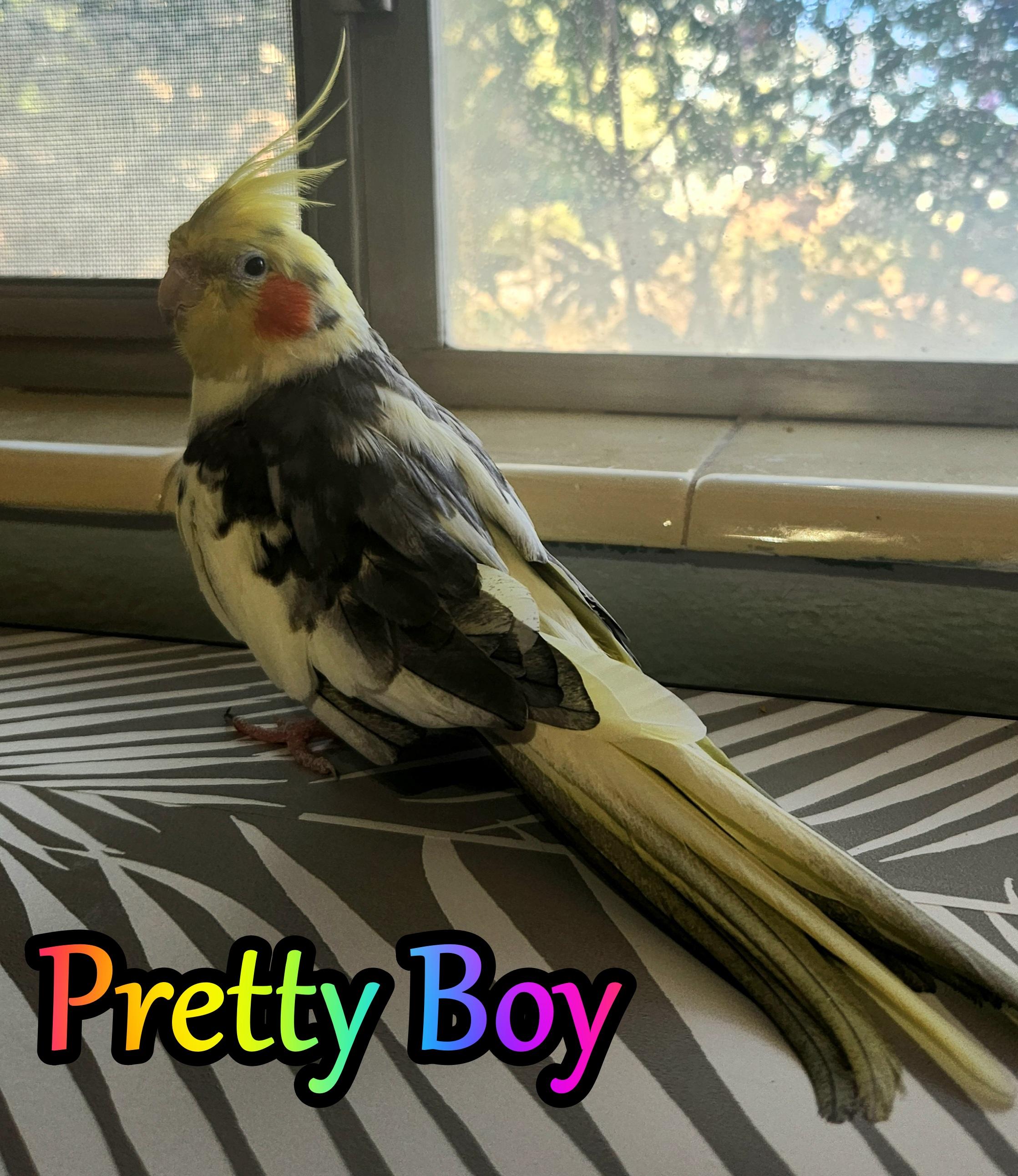 Enlarge Pretty Boy, a Adoptable Cockatiel in St Petersburg, FL image 2/2