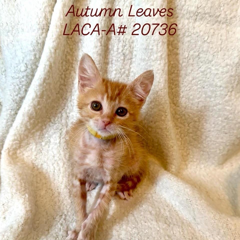 Enlarge Autumn Leaves, a Adoptable Domestic Short Hair in Freeport, FL image 1/1