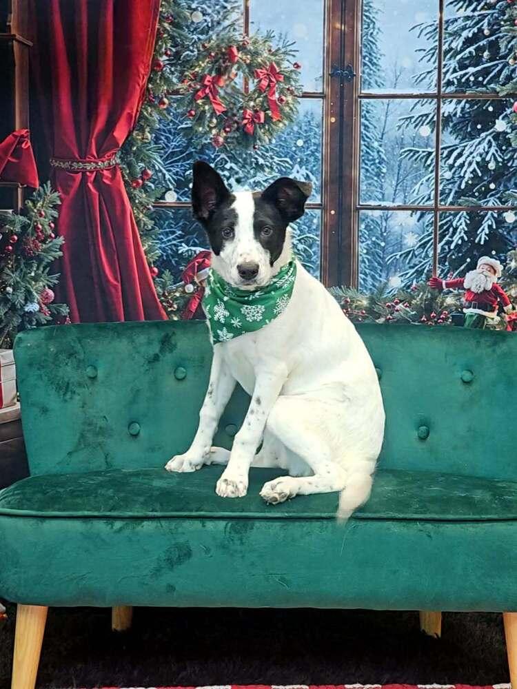 Enlarge Pixie, a Adoptable mixed breed in Wolcott, CT image 3/6