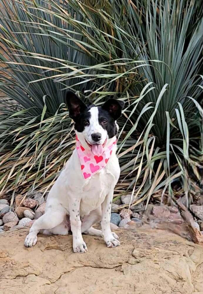 Enlarge Pixie, a Adoptable mixed breed in Wolcott, CT image 4/6