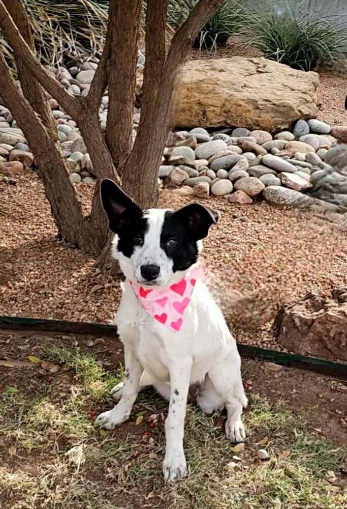 Enlarge Pixie, a Adoptable mixed breed in Wolcott, CT image 5/6