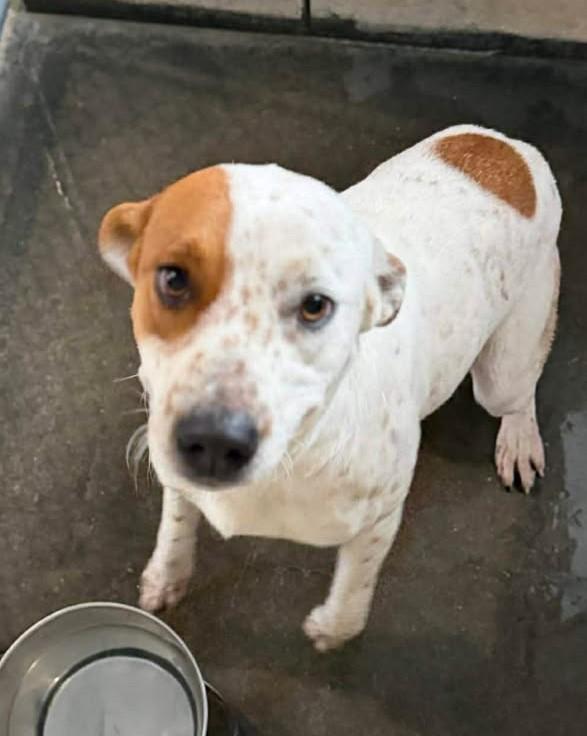 Enlarge Sarah, a ADOPTABLE mixed breed in Munfordville, KY image 1/1