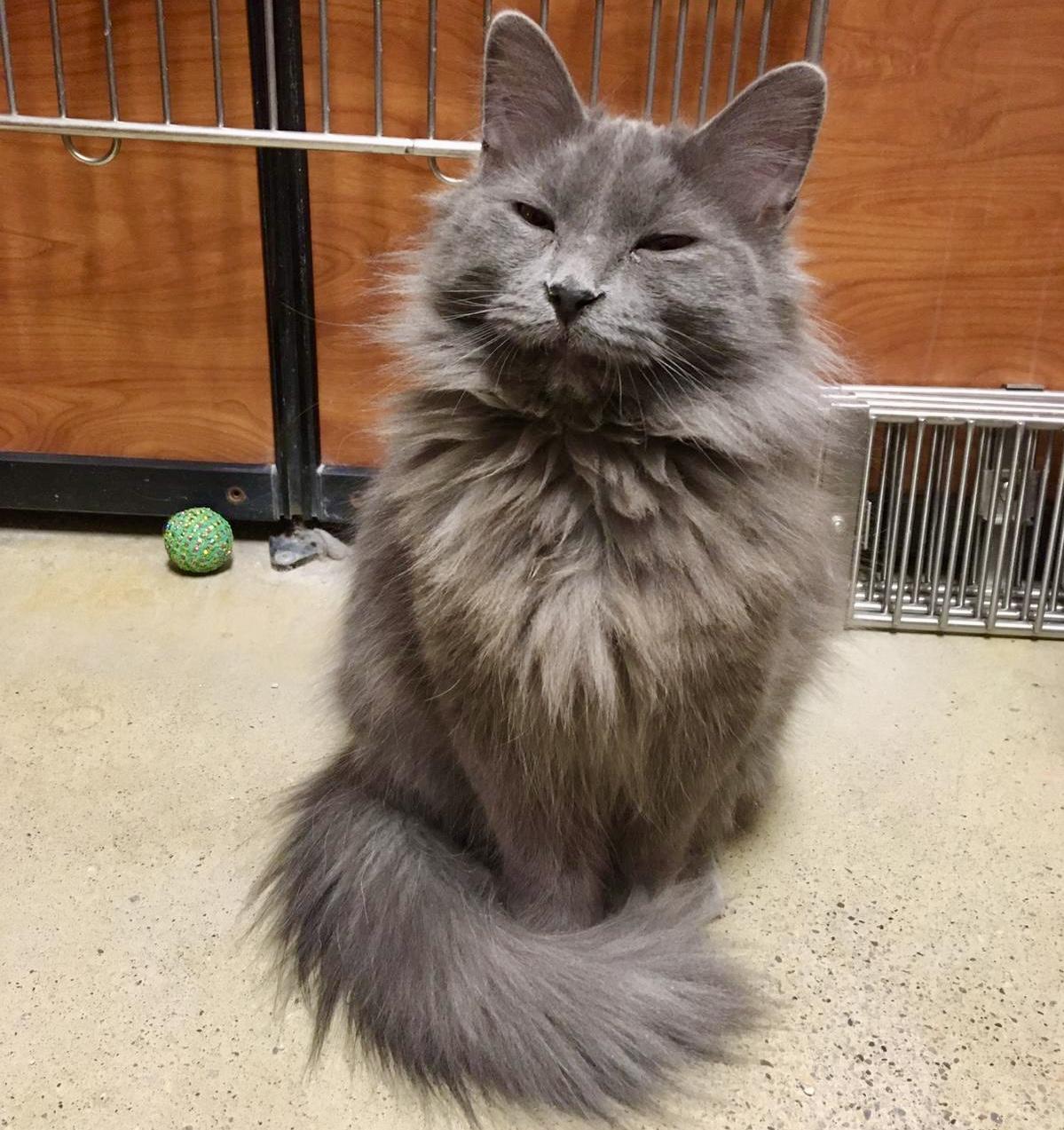 Peanut , a ADOPTABLE Domestic Medium Hair in Toronto, ON image 5/6