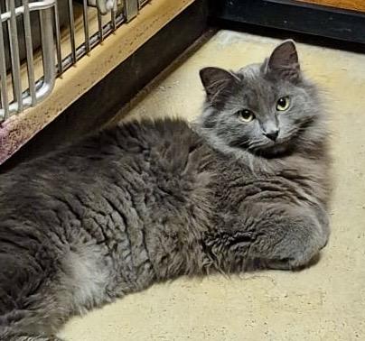 Peanut , a ADOPTABLE Domestic Medium Hair in Toronto, ON image 4/6