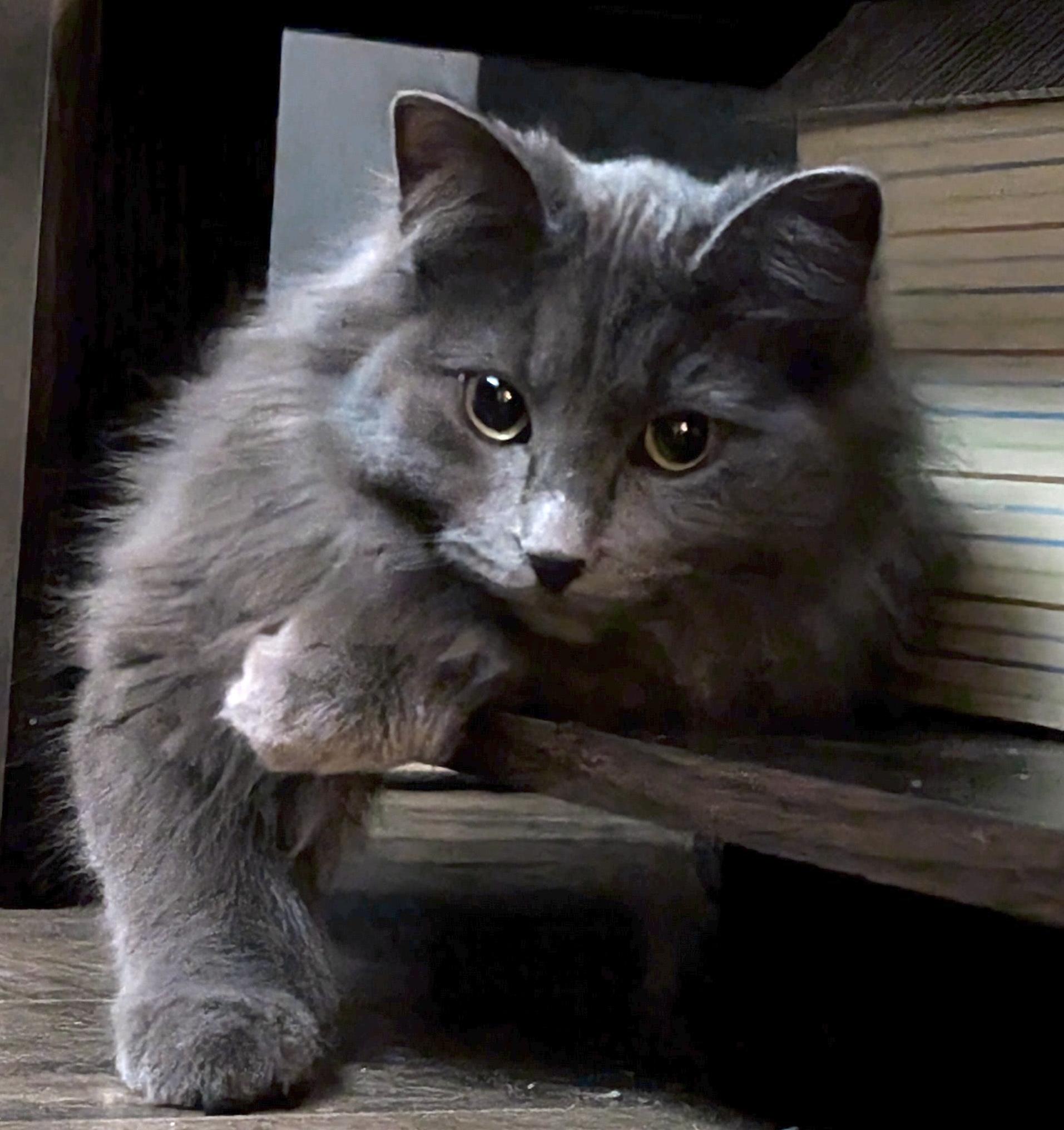 Peanut , a ADOPTABLE Domestic Medium Hair in Toronto, ON image 6/6