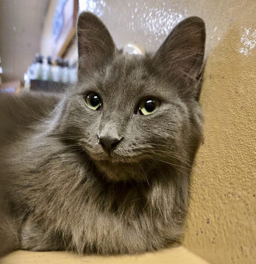 Peanut , a ADOPTABLE Domestic Medium Hair in Toronto, ON image 3/6